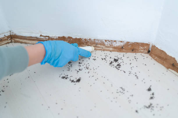 Best Pest Control for Businesses  in Elkins, AR
